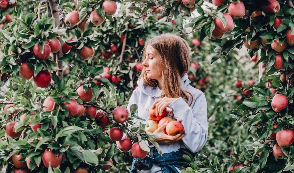 Apple Picking Adventure